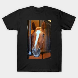 beautiful thoroughbred... T-Shirt